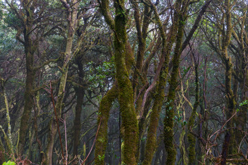 La Palma Kanaren canarias canary islands travel reise holiday spain insel vulkan lava atlantik urlaub erholung relax grün grüne