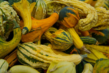A variety of colored decorative pumpkins at the market place. Background close-up.