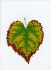 Autumn leaf