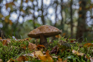 Brown Birch Bolete (Leccinum scabrum)
