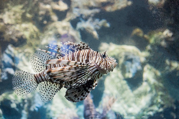 Fototapeta na wymiar Devil lionfish (Pterois miles) tropical fish in aquarium