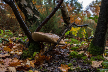 Brown Birch Bolete (Leccinum scabrum)