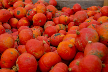 Fall red pumpkins background.