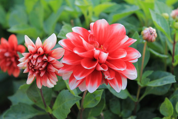  three chrysanthemums of bright white and red color are happy in autumn.