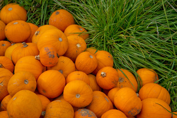 Fototapeta na wymiar Fall yellow pumpkins background.