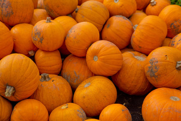 Fall yellow pumpkins background.