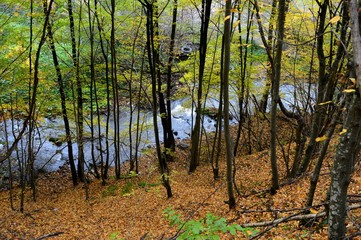 autumn landscape in the forest by the river

