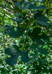 fig tree with green fruits