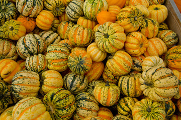 Tiger mini pumpkins in the market place. Background of pumpkins.