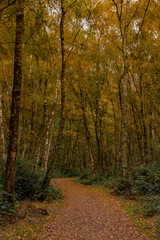 Obraz premium Southwood Woodland pathway