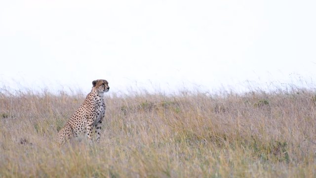 five male cheetahs looking around and moving towards hunt in Maasai Mara National reserve