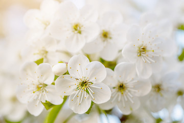 Obraz premium Blossoming of cherry flowers in spring time, natural seasonal floral background. Macro image