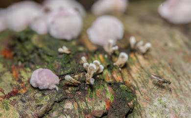 Candlesnuff fungus (Xylaria hypoxylon)