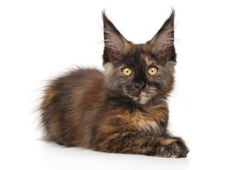 Tortoise color Maine Coon kitten on a white background