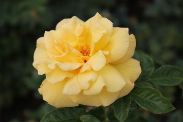 Obraz premium Amazing rose of delicate yellow color is surrounded by beautiful leaves on an isolated black background.