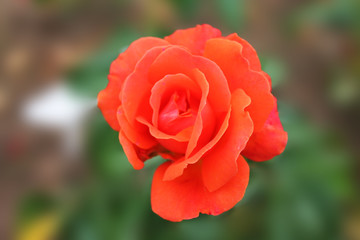 Astonishing little scarlet rose on a green background of meadows sings a symphony of love