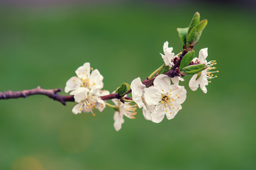 Blossoming of cherry flowers in spring time with green leaves and copyspace, macro