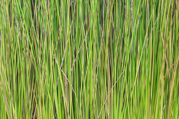 Green grass plants tree  texture ,natural field seamless patterns background