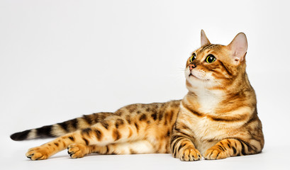 adult bengal cat looks on a white background