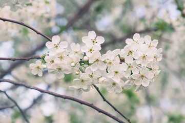 Blossoming of cherry flowers in spring time with green leaves and copyspace, macro