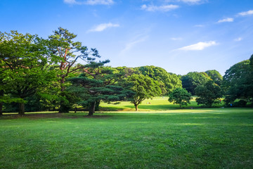 Obraz premium Ogród w parku Yoyogi, Tokio, Japonia