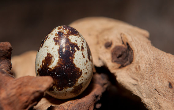 oeuf de caille sur fond de bois