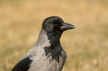 portrait of a crow