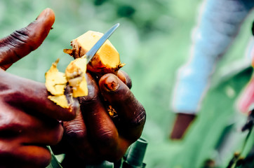Turmeric in hand cutting knife © Patryk