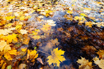 fallen maple leaves in the water