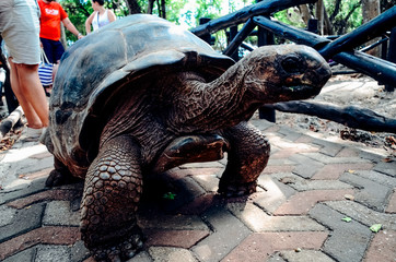 Turtle gigant walking in the african park - obrazy, fototapety, plakaty