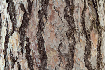tree bark