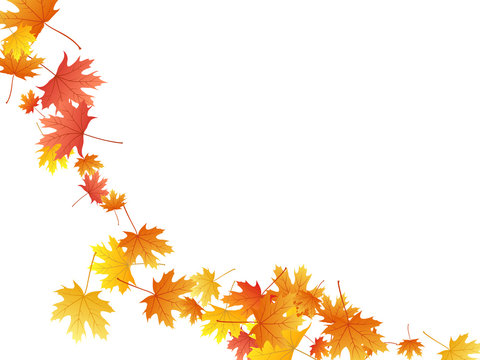 Maple leaves vector background, autumn foliage on white graphic design.