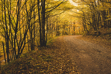 Beautiful sunny autumn landscape with fallen dry red leaves, road through the forest and yellow trees