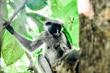 Monkey on a tree in the jungle jozani forrest