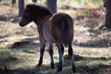 Pferd in freier Wildbahn