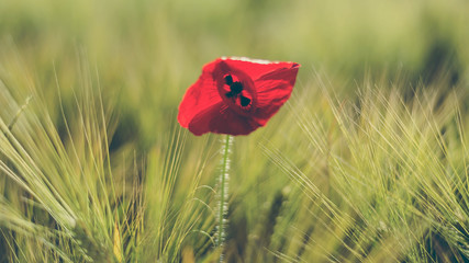 Coquelicot Grand Est Guig's Timelapse
