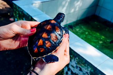 Black orange sea turtle on hands - obrazy, fototapety, plakaty