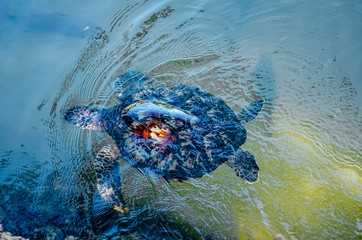 Big sea turtle in the water - obrazy, fototapety, plakaty