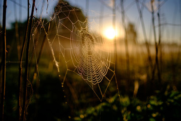spider web closeup at sunrise