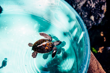 Small sea turtle in the water - obrazy, fototapety, plakaty