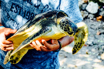Big sea turtle on man hands - obrazy, fototapety, plakaty