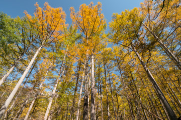 上高地・小梨平の紅葉