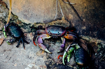 Colorful crabs in the stones - obrazy, fototapety, plakaty