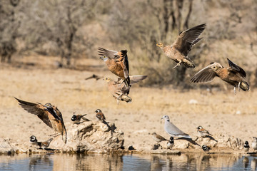 Birds in flight at a waterhole in the Kgalagadi Transfrontier Park