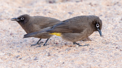 two cape bulbul feeding on the ground