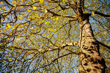 Sycamore tree in autumn in the Uk