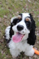 bernese mountain dog on green grass