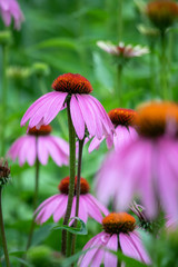 Pink Daisy