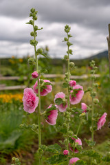 Roses type flower in a farm garden with a background view of flowers and wooden post fence under a cloudy sky