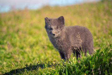 Beautiful wild animal in the grass. Arctic Fox cub, Vulpes lagopus, cute animal portrait in the nature habitat, grassy meadow in Iceland